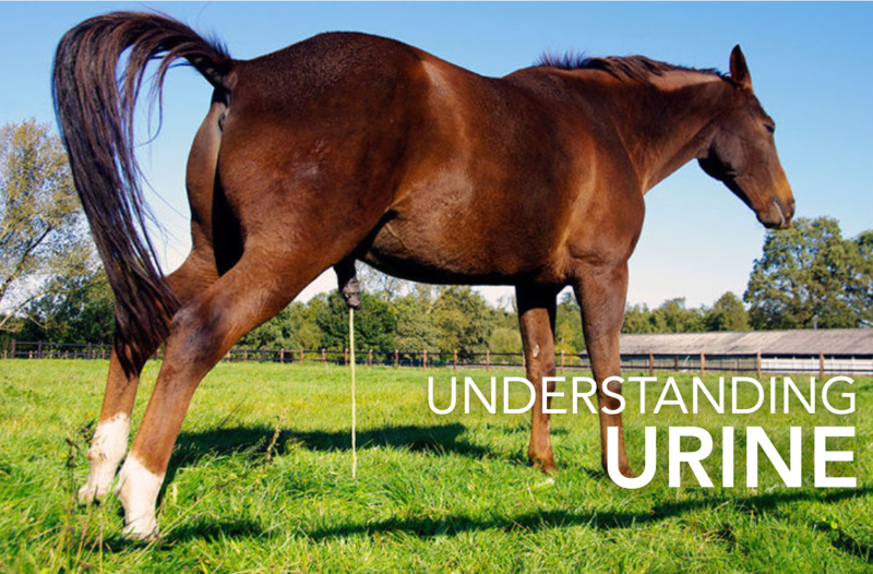 What Your Horse’s Urine Says About Their Health | Equine Science Matters™